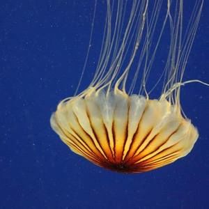 Meet your Posher, Nga